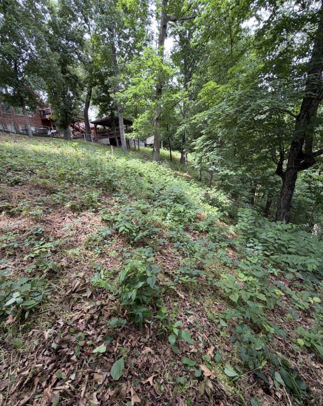 Wooded hillside cleanup before Pebble Creek's work