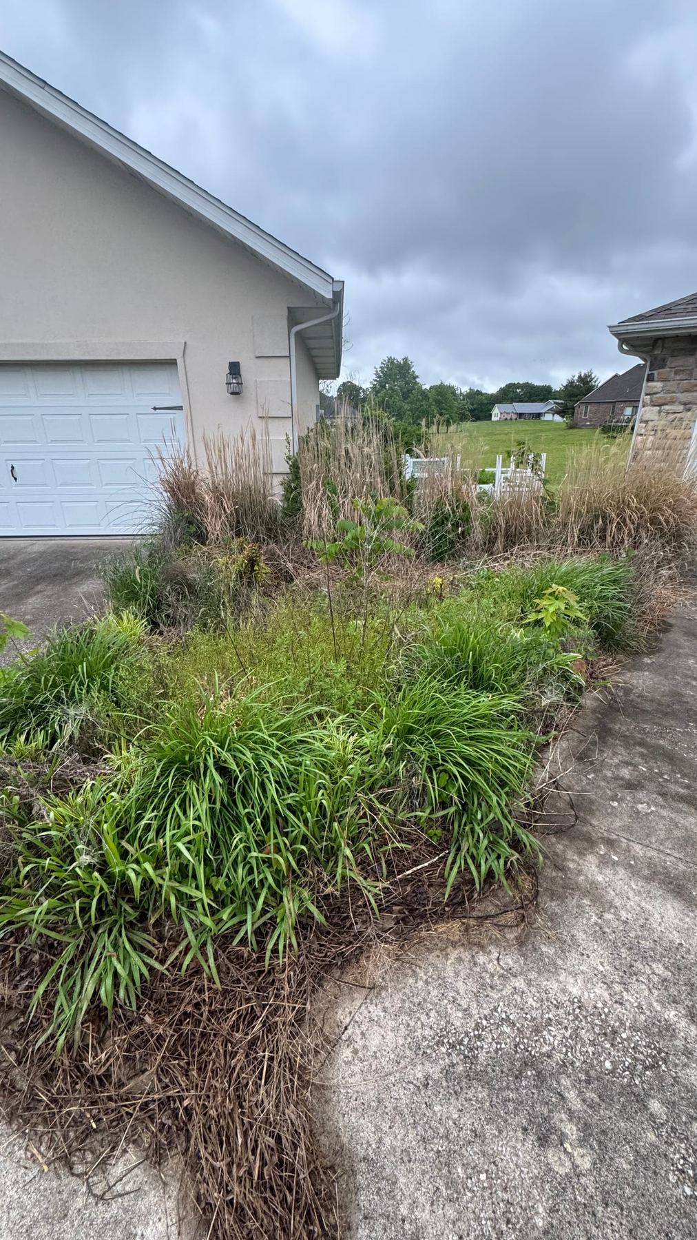 Overgrown landscape restoration before Pebble Creek's work
