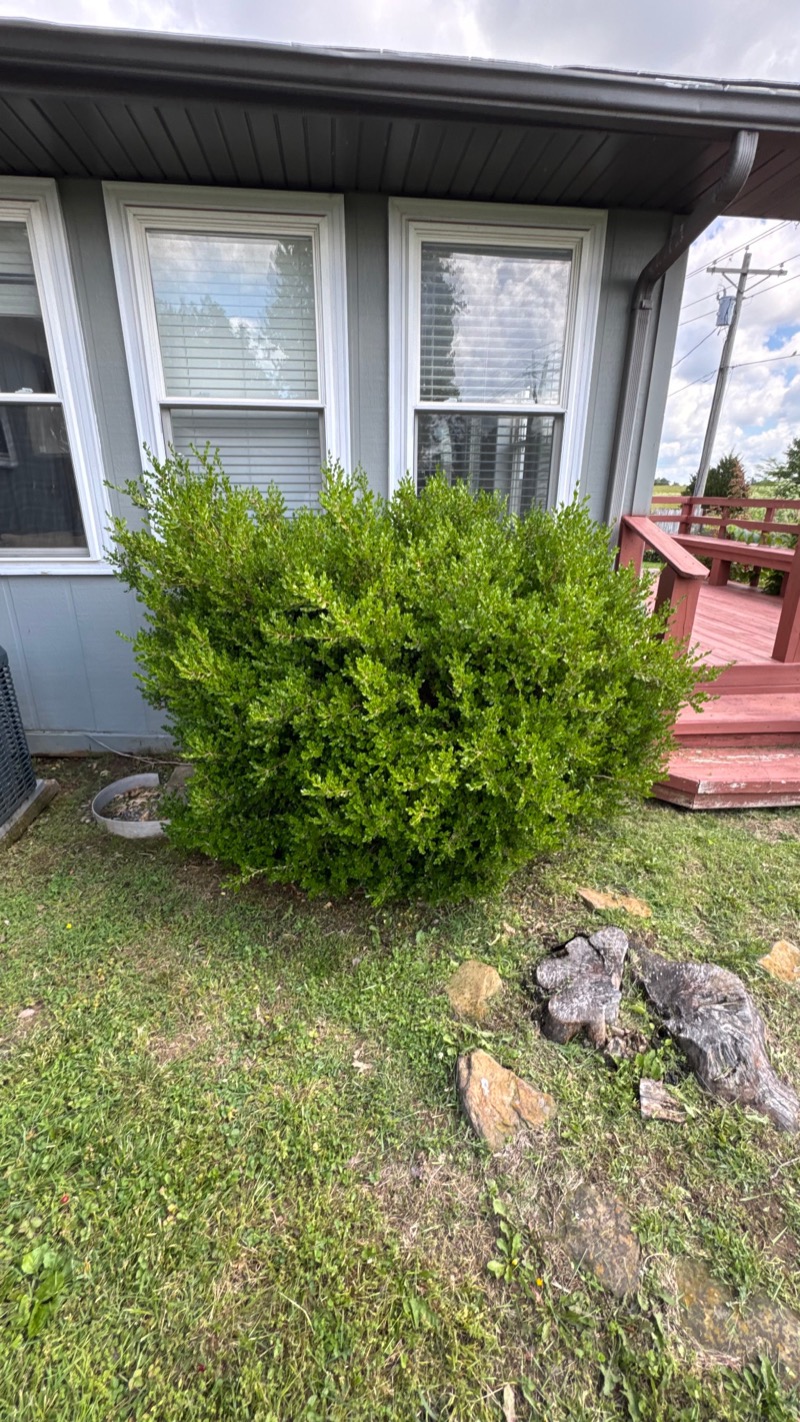 Untrimmed shrub before care beside a gray home's windows and porch